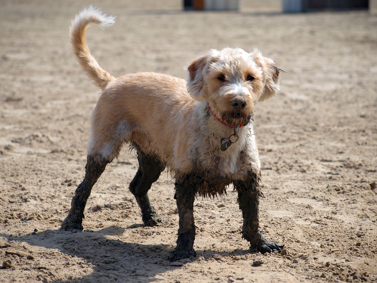 dog, beach, mud