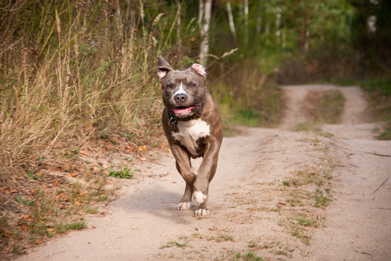 dog, run, race