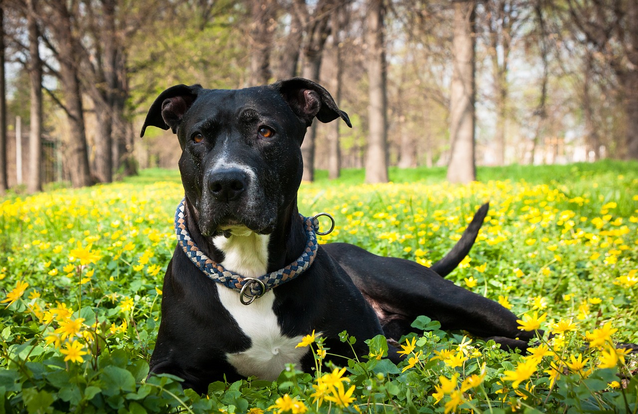 dog, spring, nature